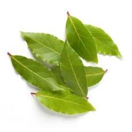 Picture of BAY LEAF