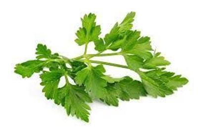 Picture of CHERVIL