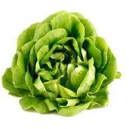 Picture of LETTUCE BUTTER GREEN