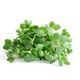 Picture of WATERCRESS BUNCH