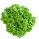 Picture of LETTUCE GREEN CORAL